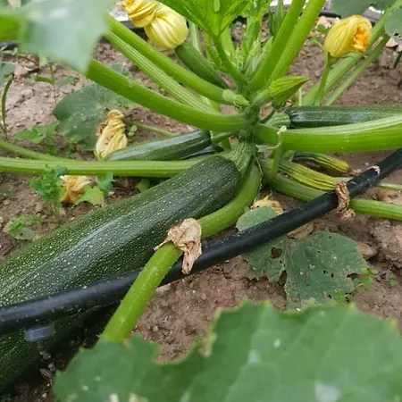 F3 Avec Grand Jardin Casa Biguglia Διαμέρισμα Biguglia (Corsica)